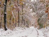 03-17  FIRST FALL  SNOW ALONG ROAD INTO DOLLY SODS WILDERNESS , MNF, WV © KENT MASON
