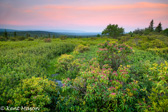 03-08  MOUNTAIN LAUREL AT SUNSET, DOLLY SODS WILDERNESS, WV © KENT MASON