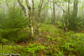 03-06  WOODS IN THE MIST, MT. PORTE CRAYON, WV   KENT MASON