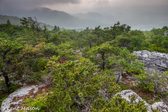 03-07   SPRING ON PANTHER KNOB,  NORTH FORK MOUNTAIN, WV © KENT MASON