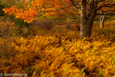 03-11  FALL FERNS UNDER A MAPLE, DOLLY SODS WILDERNESS,WV  © KENT MASON