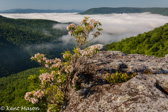 03-03  MTN. LAUREL ON EDGE OF TABLE ROCK, MNF, WV  © KENT MASON