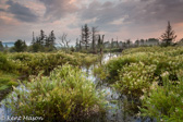 03-05  SPRING AT A CANAAN VALLEY BEAVER POND, CANAAN VALLEY, WV  © KENT MASON