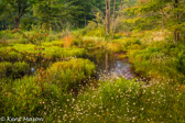 03-09  BOG IN CANAAN VALLEY, WV  © KENT MASON