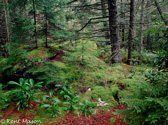 04A-25  SPRUCE FOREST, RED CREEK PLAINS OF DOLLY SODS WILDERNESS, WV © KENT MASON