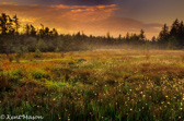 04A-39   COTTTON GRASS BOG AT DAWN, DOLLY SODS WILDERNESS, WV © KENT MASON