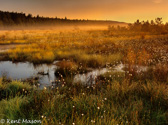 04A-38  HORIZONTAL SUNSINE ON FISHER SPRING BOG, DOLLY SODS WILDERNESS, WV  © KENT MASON