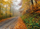 04A-01  FALL FOREST ROAD ALONG DOLLY SODS WILDERNESS,  WV  © KENT MASON