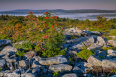 04A-16  MTN. ASH  AT FIRST LIGHT, DOLLY SODS WILDERNESS, WV  © KENT MASON