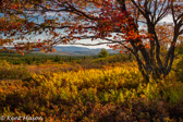 04A-40  FALL MAPLE AND HEATHER, DOLLY SODS WILDERNESS, WV  © KENT MASON