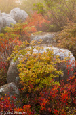 04A-36  HEATHER IN THE ROCKS, DOLLY SODS WILDERNESS, WV  © KENT MASON