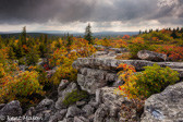 04A 41  BACKLIT MOUNTAIN ASH AT HIGH ROCK, DOLLY SODS WILDERNESS, WV  © KENT MASON