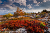 04A-13  HEATHER AND ROCK STREAMS, DOLLY SODS WILDERNESS, WV  © KENT MASON