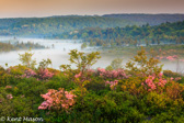 04A-18 AZALEAS AT FIRST LIGHT, DOLLY SODS WILDERNESS, WV  © KENT MASON