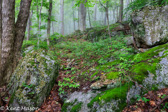 04A-21  FOG IN ROCKY WOODLAND, DOLLY SODS WILDERNESS, WV  © KENT MASON