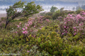 04A-19  WIND BLOWN AZALEAS, DOLLY SODS WILDERNESS, WV  © KENT MASON