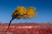 04B-40  WIND SWEPT TREE, BEAR ROCKS PRESERVE, WV © KENT MASON