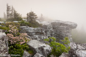 04B-15  FOG OVER BEAR ROCKS, WV © KENT MASON