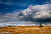 04B-39  LONELY TREES ON WIND SWEPT BALD, BEAR ROCKS PRESERVE, WV © KENT MASON