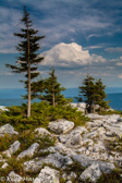 04B-24  WIND SWEPT RED SPRUCE AT THE EDGE, BEAR ROCKS PRESERVE, WV © KENT MASON