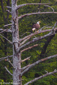 04E-39  RESIDENT EAGLE, SMOKE HOLE CANYON, WV  © KENT MASON