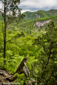 04E-10  OLD CEDAR TREES, EASTERN DRY FOREST, SMOKE HOLE CANYON, WV  © KENT MASON