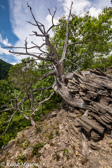 04E-13  OLD CEDAR TREES, EASTERN DRY FOREST, SMOKE HOLE CANYON, WV  © KENT MASON