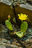 04E-19 PRICKLY PEAR CACTUS,  SMOKE HOLE CANYON, WV  © KENT MASON