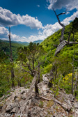 04E-12  OLD CEDAR TREES, EASTERN DRY FOREST, SMOKE HOLE CANYON, WV  © KENT MASON