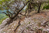 04E-07  OLD CEDAR TREES, EASTERN DRY FOREST, SMOKE HOLE CANYON, WV  © KENT MASON