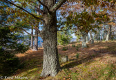 04E-22 OAK FOREST ON RIDGE,  SMOKE HOLE CANYON, WV  © KENT MASON