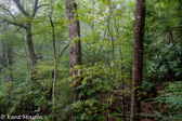 05B-15  WET WESTERN FOREST LOCATED WEST OF THE DIVIDE, WV,  © KENT MASON