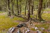 05C-05  EASTERN DRY FOREST, WV  © KENT MASON