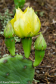 05C-16 PRICKLY PEAR CACTUS,  EASTERN DRY FOREST, WV  © KENT MASON