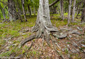 05C-04  EASTERN DRY FOREST, WV  © KENT MASON