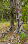 05C-11  EASTERN DRY FOREST, WV  © KENT MASON