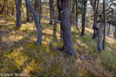 05C-27  EASTERN DRY FOREST, WV  © KENT MASON