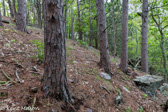 05C-18 EASTERN DRY FOREST, WV  © KENT MASON