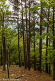 05C-19 EASTERN DRY FOREST, WV  © KENT MASON