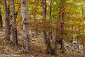 05C-25  EASTERN DRY FOREST, WV  © KENT MASON