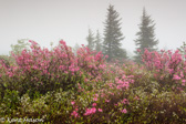 05E-06  HEATHER, DOLLY SODS WILDERNESS, WV  © KENT MASON