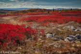 05E-18   HEATHER, DOLLY SODS WILDERNESS, WV  © KENT MASON