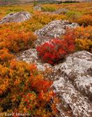 05E-10  HEATHER, BEAR ROCKS PRESERVE, WV  © KENT MASON