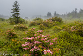 05E-03   HEATHER, DOLLY SODS WILDERNESS, WV  © KENT MASON