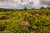 05E-01   HEATHER, DOLLY SODS WILDERNESS, WV  © KENT MASON