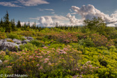 05E-02   HEATHER, DOLLY SODS WILDERNESS, WV  © KENT MASON