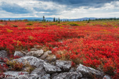 05E-16   HEATHER, DOLLY SODS WILDERNESS, WV  © KENT MASON