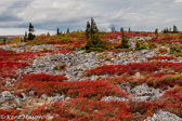 05E-14   HEATHER, DOLLY SODS WILDERNESS, WV  © KENT MASON