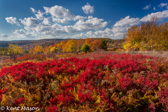 05E-17   HEATHER, DOLLY SODS WILDERNESS, WV  © KENT MASON