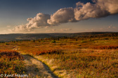 05E-19   HEATHER, DOLLY SODS WILDERNESS, WV  © KENT MASON